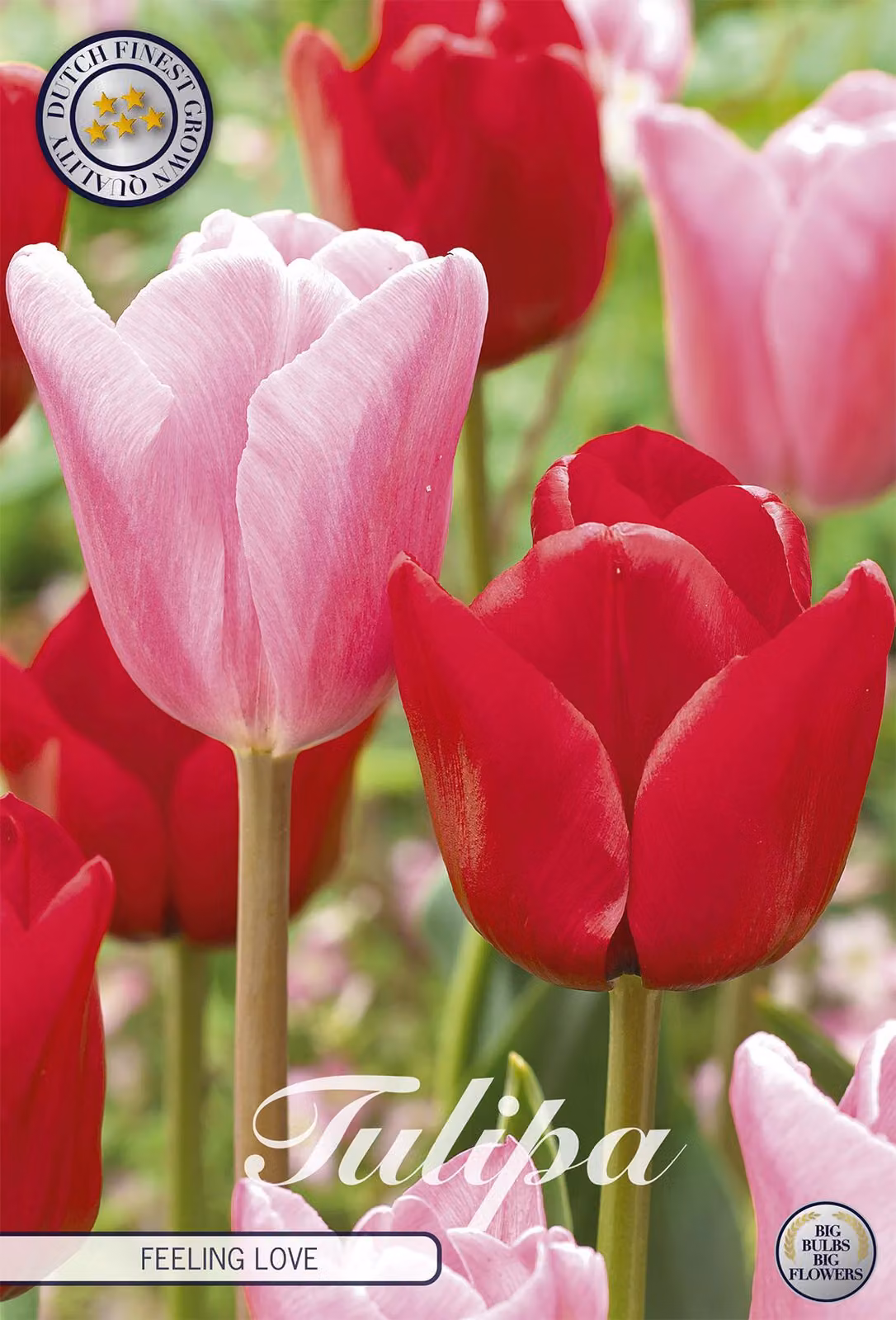 Tulipa - Giardino - Amore sentito