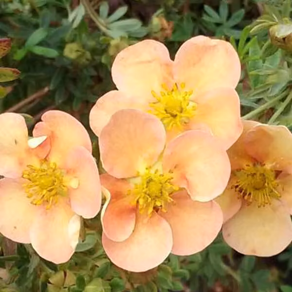 2 piante di potentilla fruticosa 'Daydawn' (piante nane) | 25-30 cm, in vaso