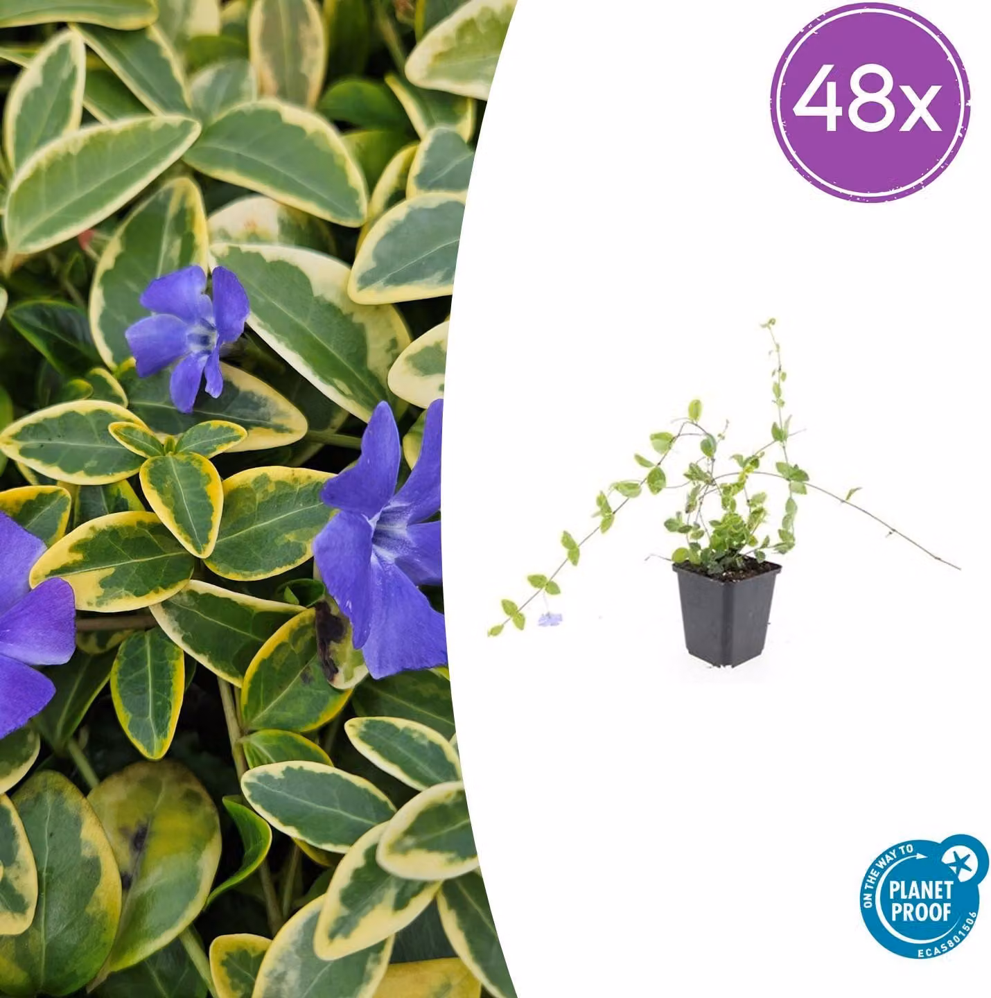 Vinca minor 'Blue and Gold' | 48 pezzi - 10-25cm - Ø9cm - Pianta da giardino