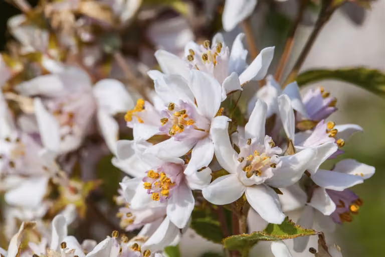 Deutzia kalmiiflora, varietà "Kalmienblütige", altezza 60-80 cm, in vaso