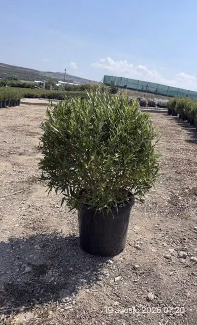 Phillyrea Angustifolia Palla 40 di Vivaio Garden Forest, Arbusto Ornamentale Verde in Vaso