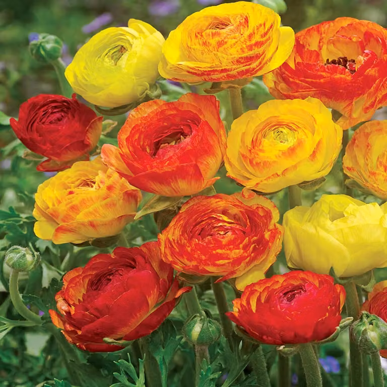 Ranunculus Ranuncolo Aviv Picotee Orange 5 pz Ranuncoli piantina piantine Bulbi