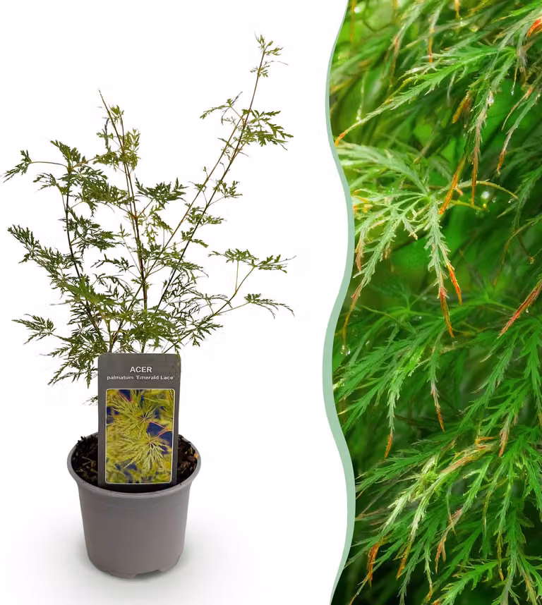 Acer palmatum Emerald Lace - Verde - Deciduo - Bassa manutenzione - 25-35cm - Ø12cm - Pianta da giardino