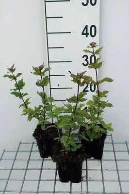6 x Eupatorium cann. 'Plenum' - Margherita d'acqua - vaso 9 x 9 cm x 9 cm