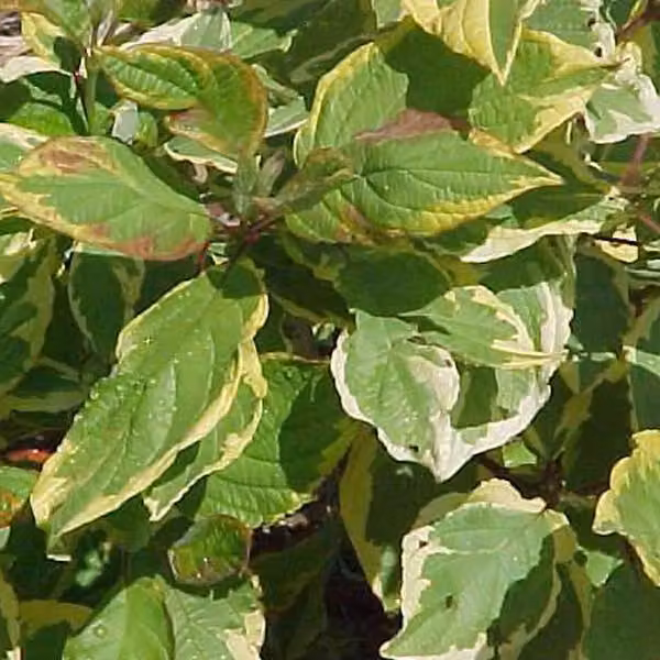 2 piante di Cornus alba 'Gouchaultii' (Hartriegel), alte 60-80 cm, in vaso