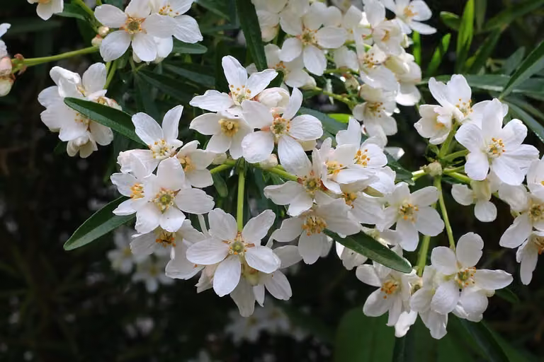 Choisya ternata White Dazzler 30-40 cm - Fiore d'arancio - arbusto sempreverde di piccole dimensioni