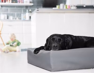 Cestino per cani Bia Bed Original Grey