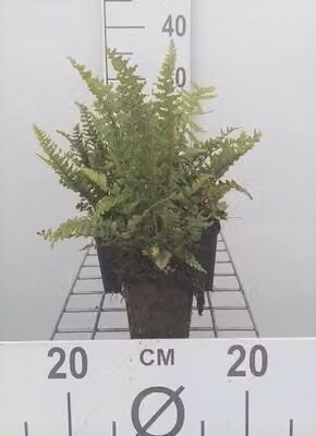 6 x Dryopteris aff. 'Pinderi' - Felce a scaglie dorate Pinderi - Vaso 9 x 9 cm