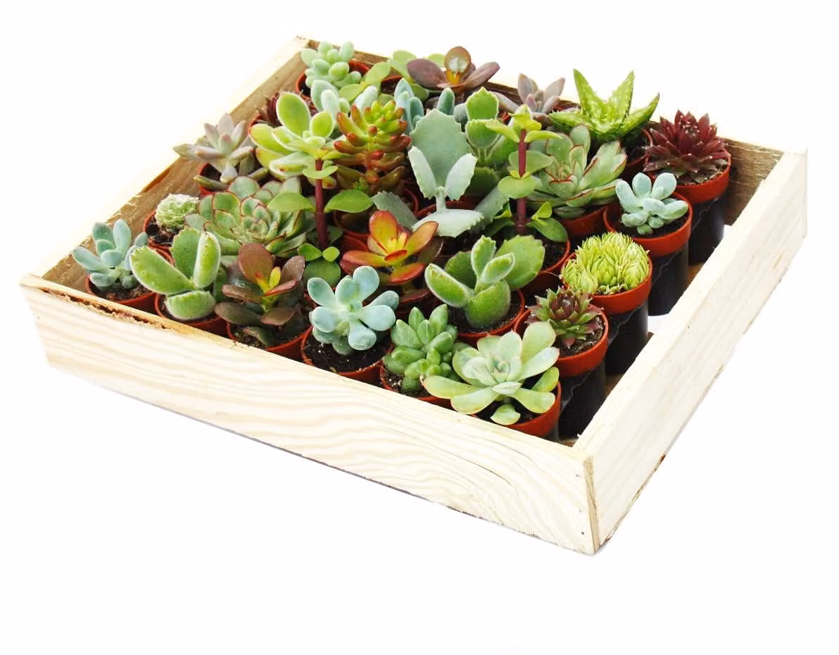 Mini succulente vaso da 3,5 cm - scatola di legno con 30 piante