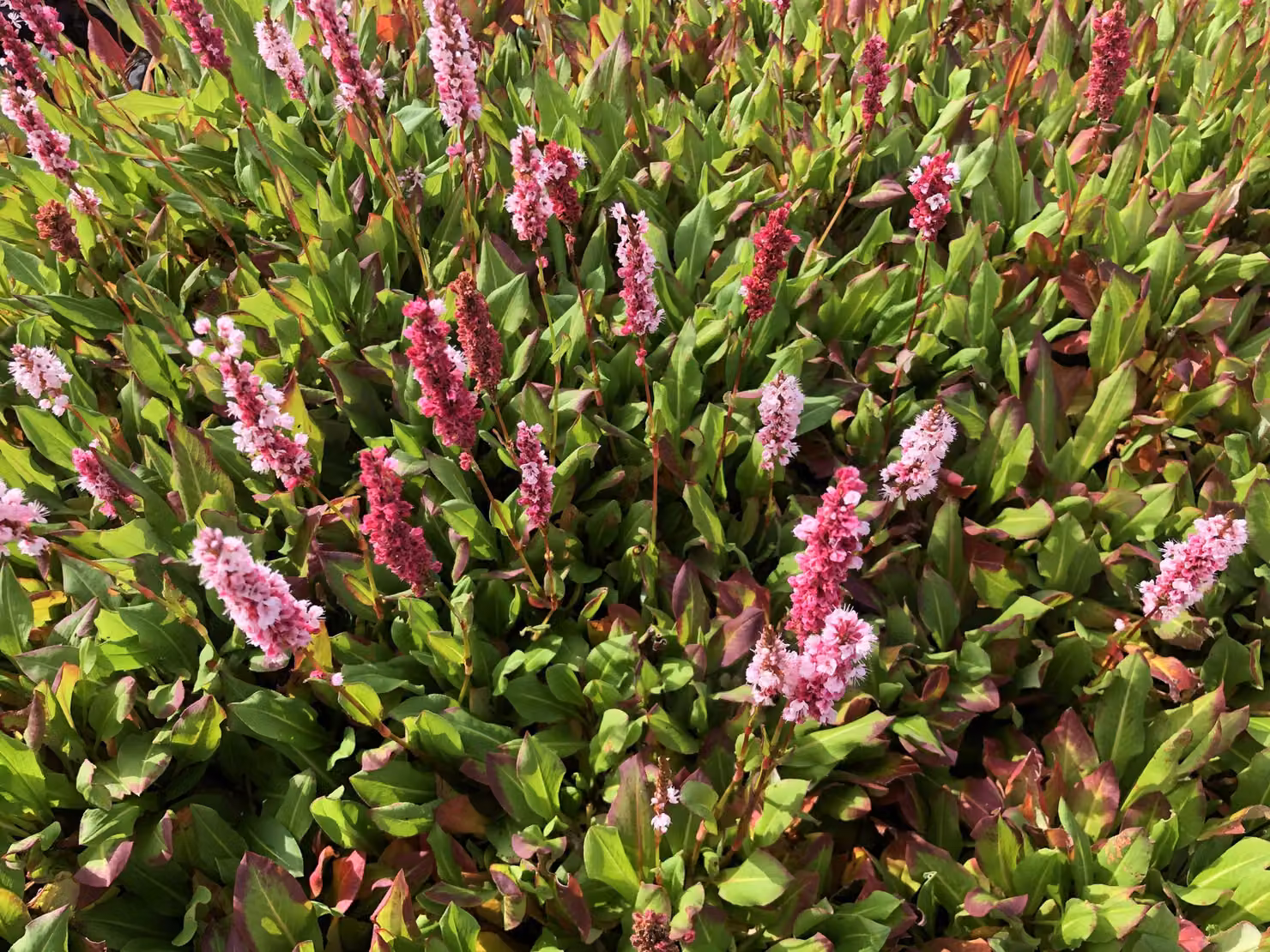 6 x Persicaria aff. 'Kabouter' - Nodo delle candele - vaso 9x9 cm