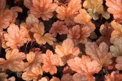 6 x Heuchera hybr. 'Peach Flambe' - campanula viola - vaso 9 x 9 cm