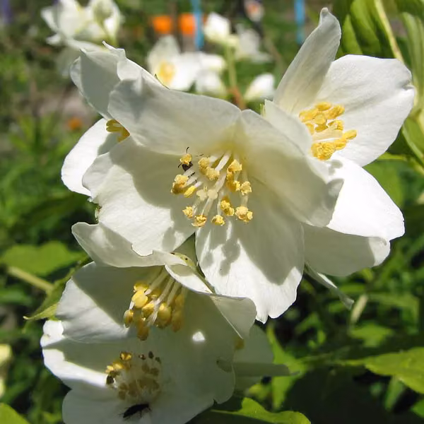 2 piante di gelsomino da giardino - Philadelphus 'Lemoinei' | altezza 50-60 cm, in vaso