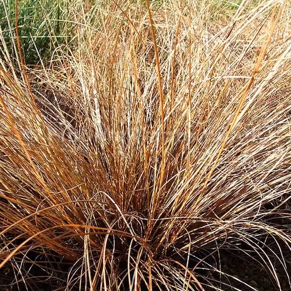 6 piante di *Carex comans* 'Bronze Form', varietà con foglie bruno-bronzo. Vaso: 9x9 cm