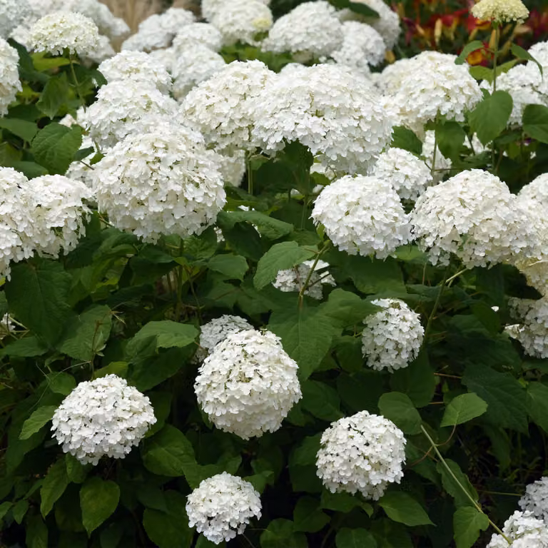 Ortensia a grappolo (Hydrangea arborescens) Annabelle, fiori bianchi, 3 piante