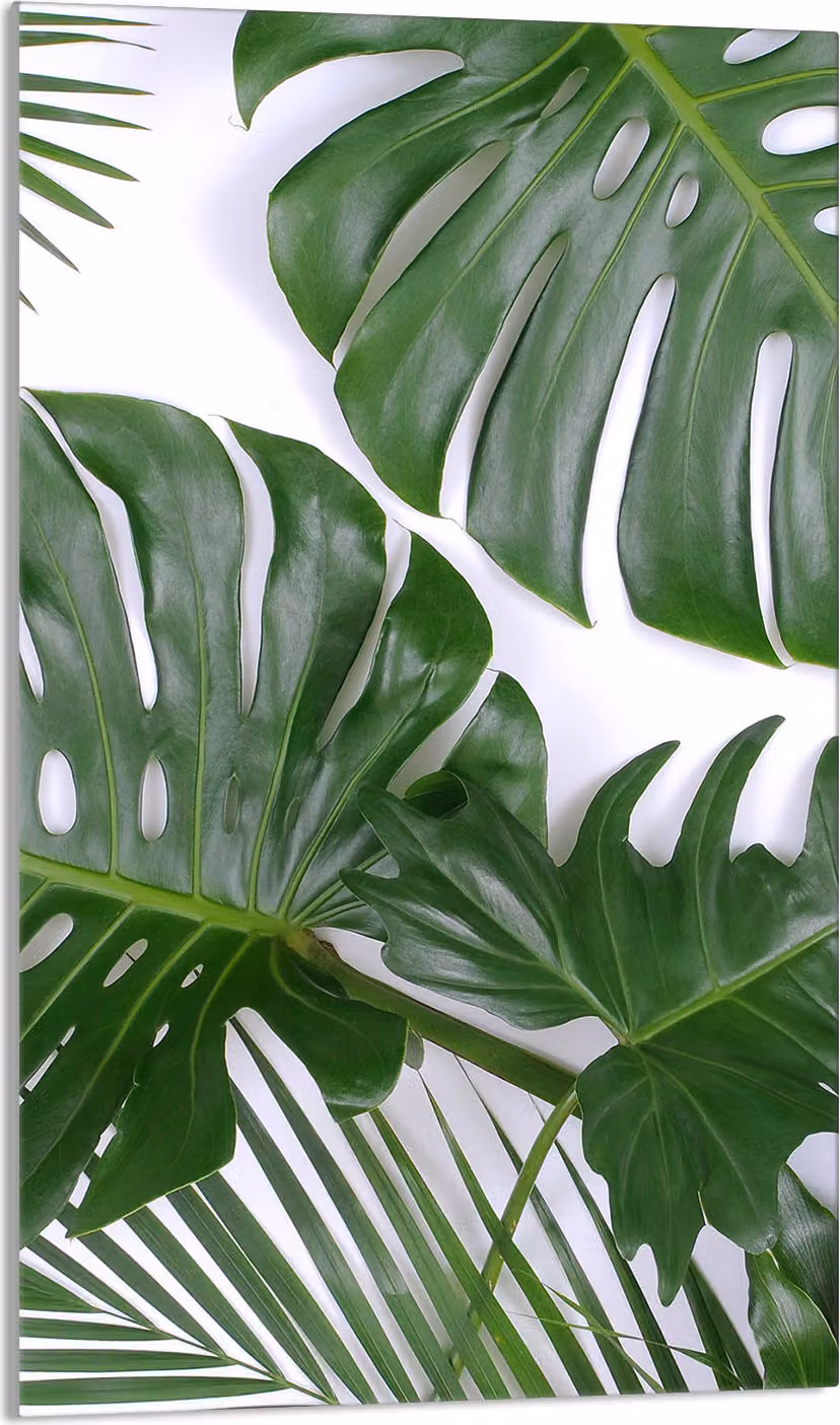 Piastra copri fornelli 30x52 Piastra copri piano cottura in Vetroceramica alzatina in vetro tagliere decorativo, fogliame Monstera