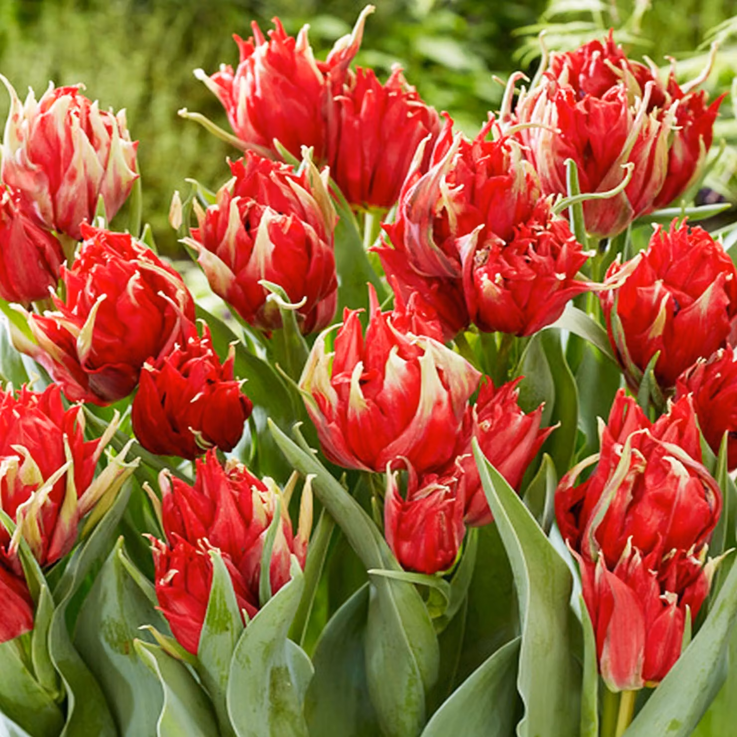 Tulipani Bulbi da fiore Bulbi di tulipani Tulipani Red Spider 5 pz.