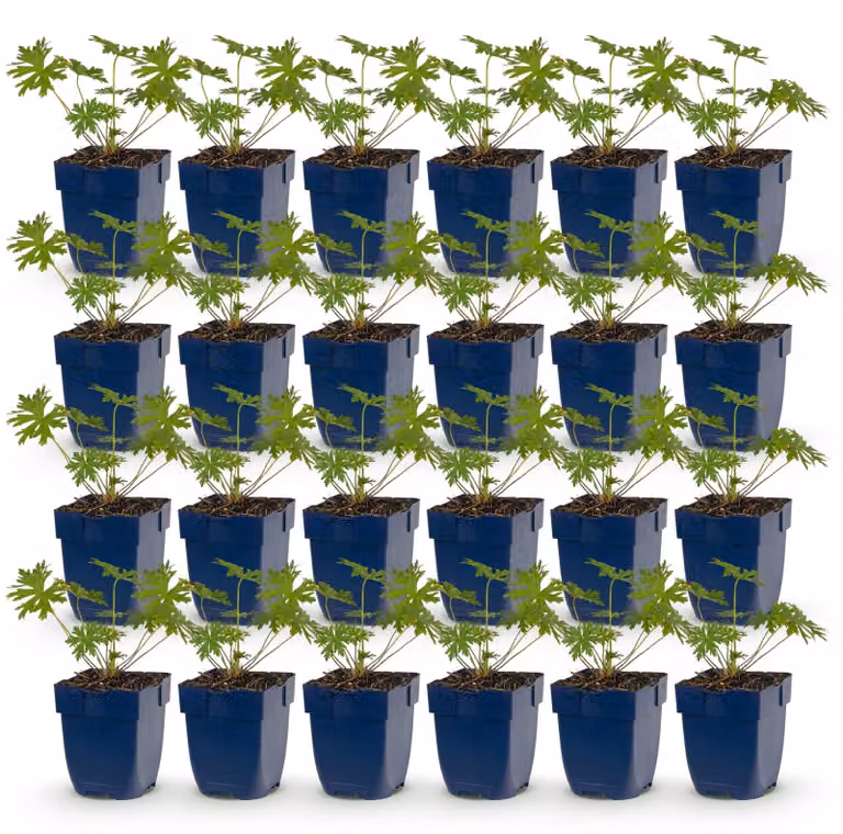 Geranio Johnson's Blue - Geranio - Coprisuolo - Blu - 24 piante - 15-25cm - Ø11cm - Pianta da giardino