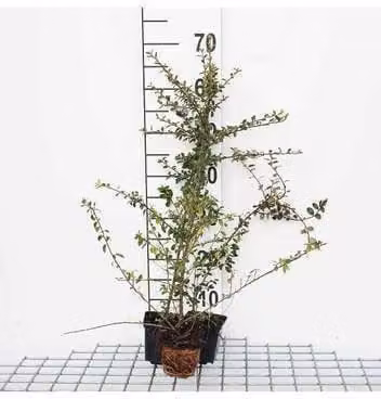 12 x Cotoneaster radicans 'Eichholz' - Cotoneaster strisciante 'Eichholz' - vaso 9 cm x 9 cm