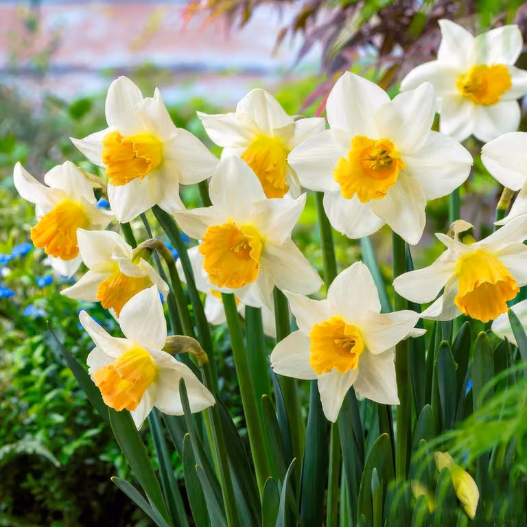 Bulbi di narciso resistenti al freddo, perenni - Narcisi "Avalanche", fioritura estiva - 25 bulbi - Piante profumate provenienti dall'Olanda - adatte per giardino e vasi (non semi, non prodotti artificialmente)