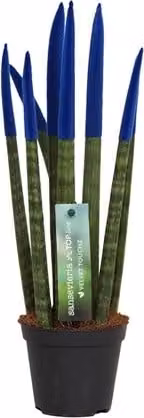 Sansevieria Cylindrica Straight -Spaghetti VELVET TOUCHZ®- 15-20 cm Sansevieria (blu)