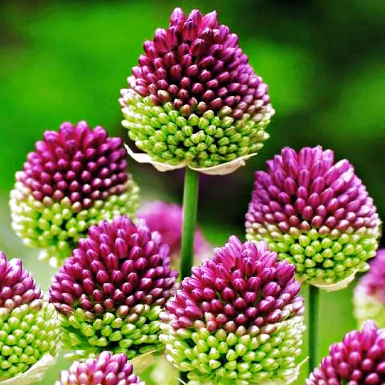 Bulbi da fiore Bulbi Porro ornamentale Allium Shearocephalon 10 pz.