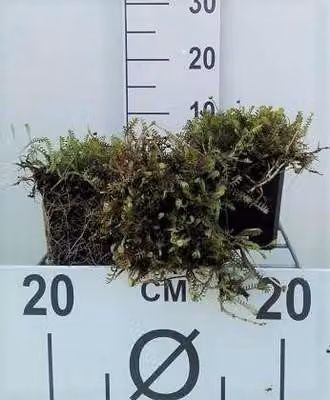 6 x Leptinella squalida (cotula squal.) - Fiederpolster - Topf 9 x 9 cm