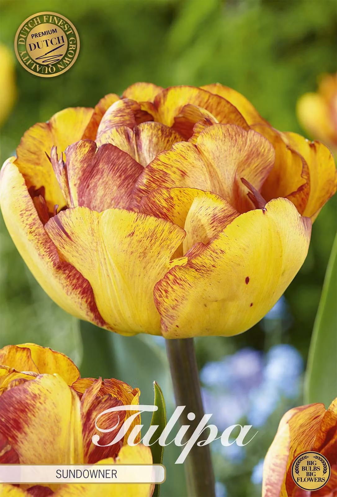 Tulipano Sundowner (7 pezzi) | Bulbi di tulipano di Sam van Schooten