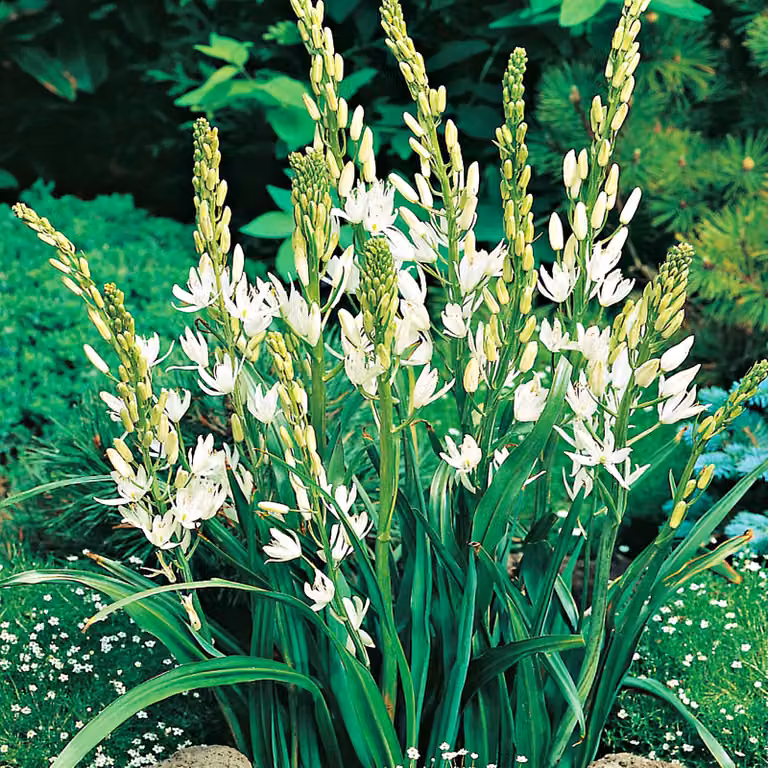 Bulbi di Camassia Fiori Bulbi di fiori bianchi 1 pz.