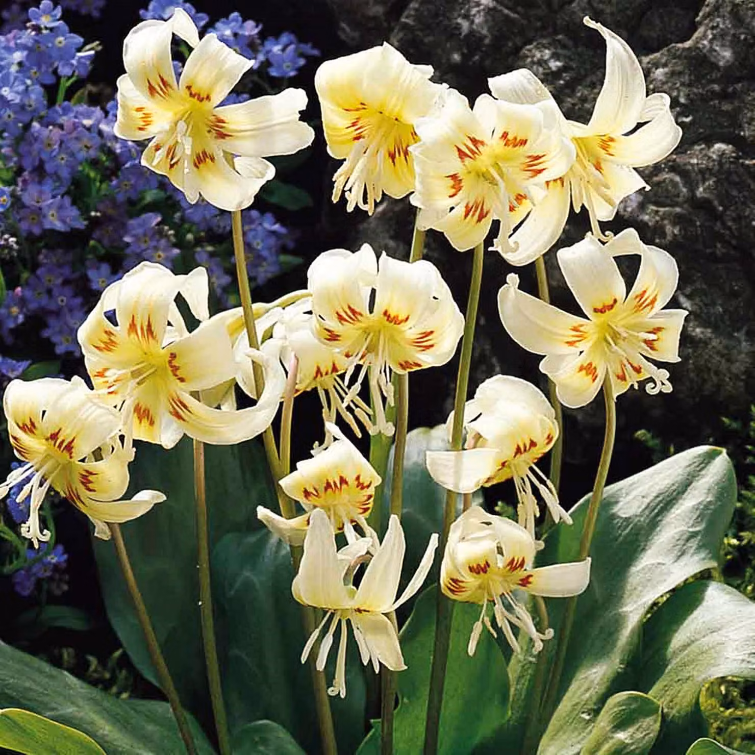 Erythronium bulbo Bulbi di fiori Fiori Dogtooth White Beauty 1 pz.