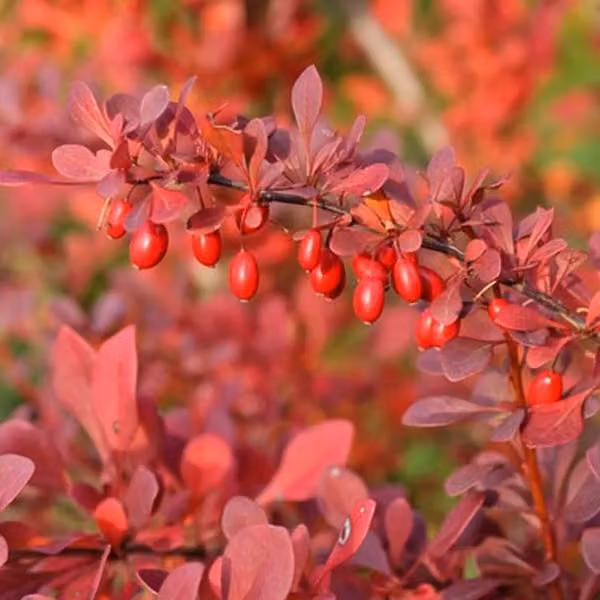 2 piante di Berberide - Berberis thunbergii 'Atropurpurea' | 30-40 cm, in vaso