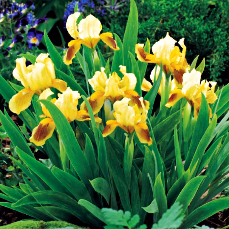 Iris Pumila Bassa Ritz 1 pz. Iris Rizomi Piantine Iris