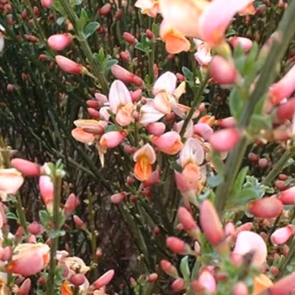 2 piante di Ginestra d'Olanda - *Cytisus* 'Zeelandia' | Altezza: 40-60 cm, fornite in vaso