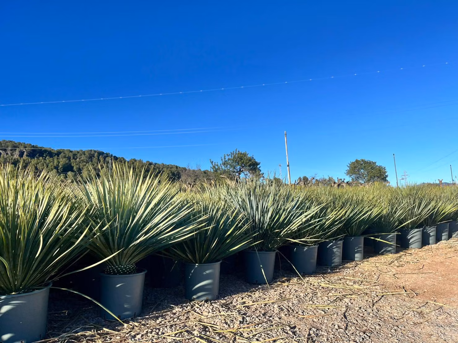Sunny Tree - Yucca Rostrata - Palma - 70 centimetri - Palma resistente - Palma giglio