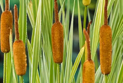 6 x Typha lat. 'Variegata' - Giunco variegato a foglia larga - vaso 9 x 9 cm