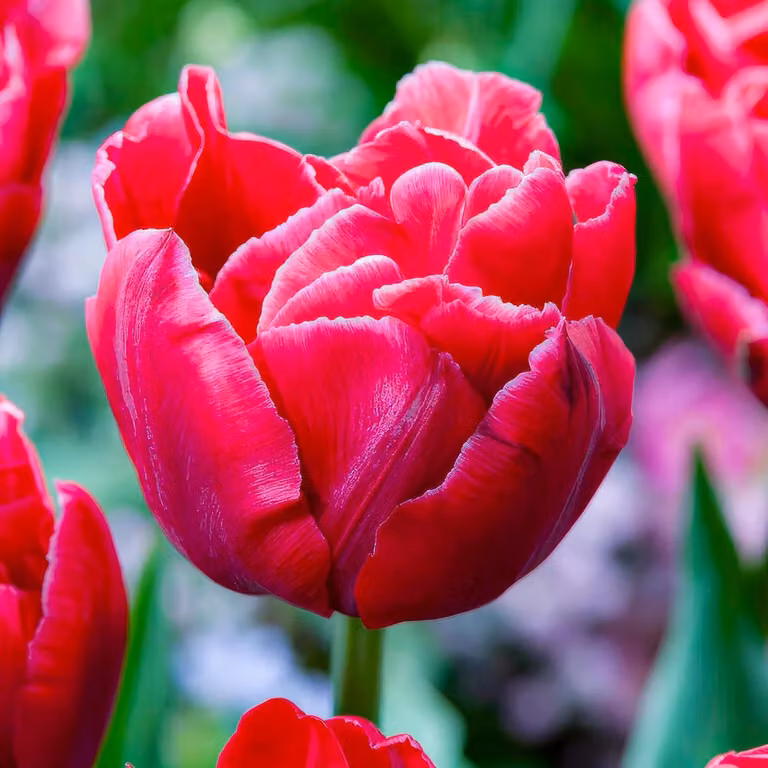 Bulbi di tulipano resistenti al freddo, perenni, doppi - Mix di colori - 25 bulbi di fiori - Piante vere provenienti dall'Olanda - Tulipani per giardino, vasi e balcone (bulbi grandi, senza semi, non artificiali)