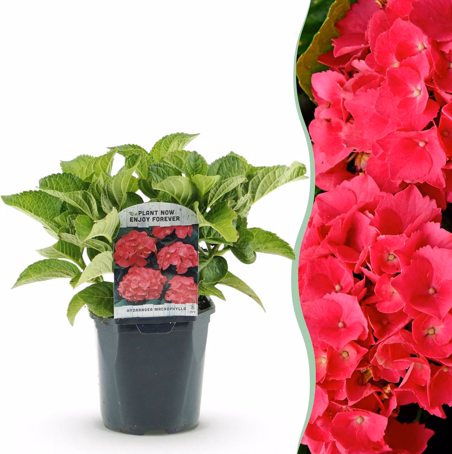 Ortensia - Hydrangea macrophylla Red - Fiore rosso - 1 Pianta - Decidua - Bassa manutenzione - 30cm - Ø18cm - Pianta da giardino