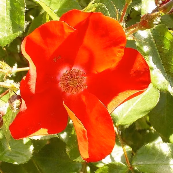 Rosa - Rose Apache - Rosa 'Apache'