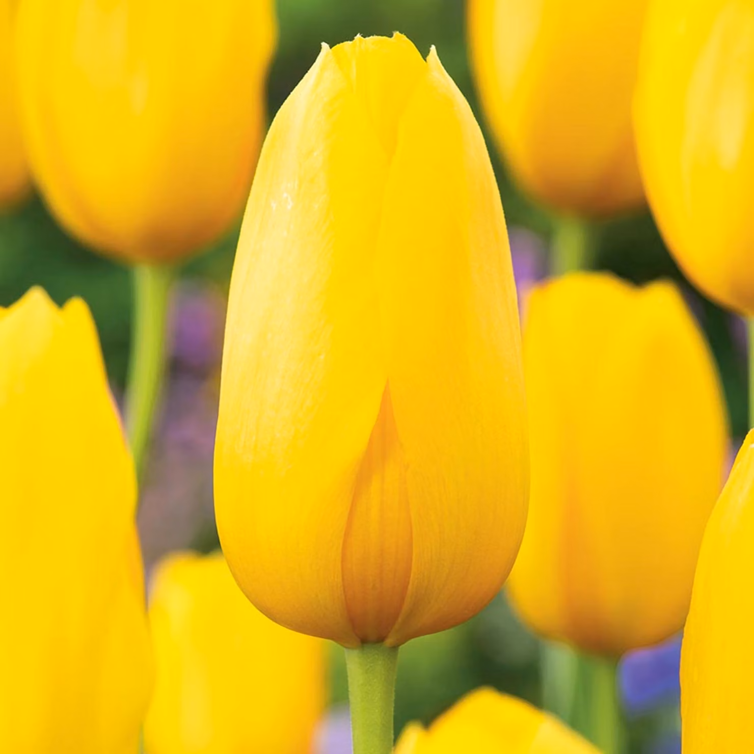 Tulipani Bulbi Fiori Tulipano gigante Muscadet 5 pz.
