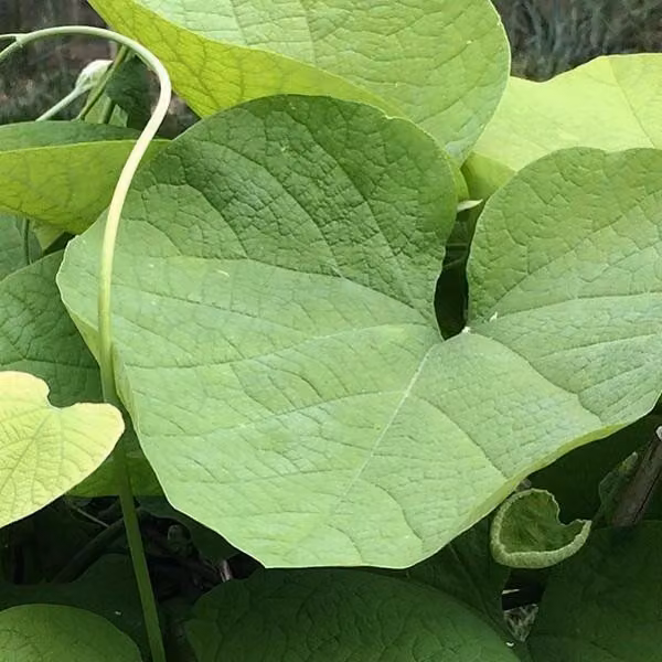 Aristolochia macrophylla (Pfeifenwinde) | 50-60 cm in vaso