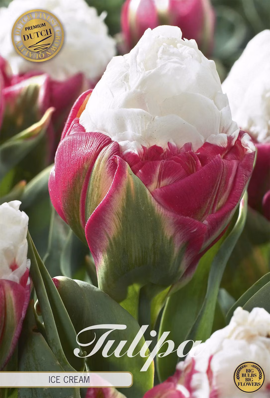 Gelato Tulipano (5 pezzi) | Bulbi di tulipano di Sam van Schooten