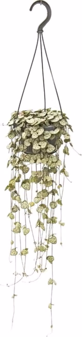 Ceropegia Woodii Hang - Ø14Cm - ↕50Cm