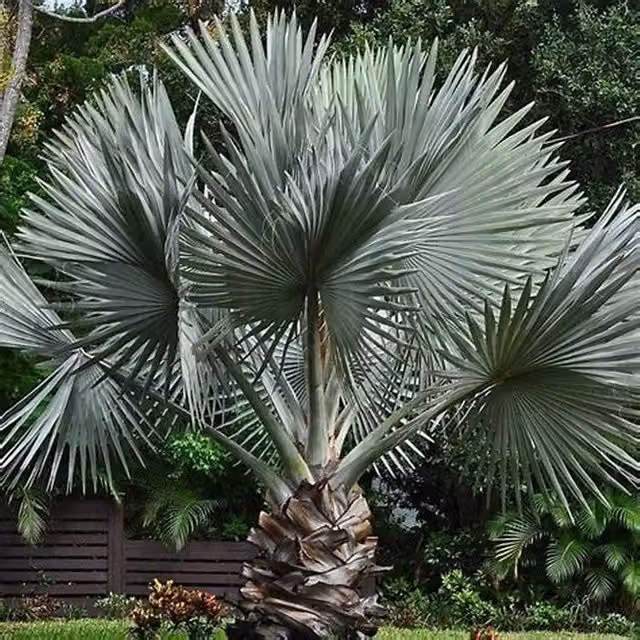 Bismarckia nobilis - Bismarkia nobilis vaso 26cm H 130cm