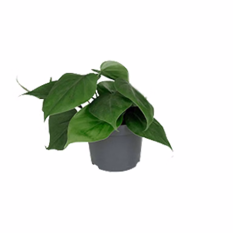 Philodendron Scandens Ø12Cm - ↕15Cm