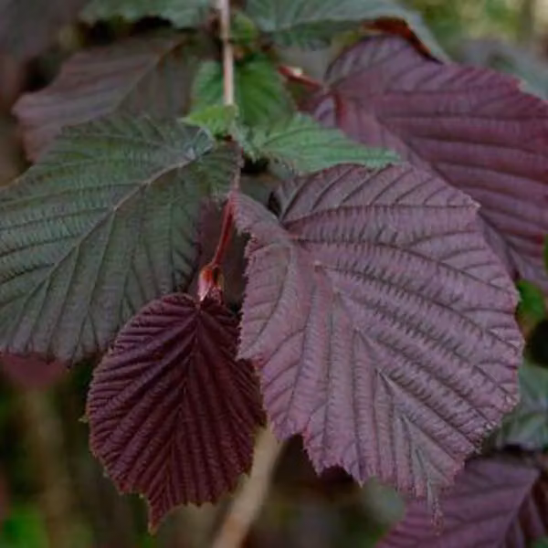 2 piante di nocciolo (Corylus maxima 'Purpurea') | Altezza: 60-80 cm, fornite in vaso