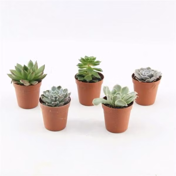 5 pezzi di Echeveria mista in vaso da 5,5 cm -Piante vive cactus e succulente