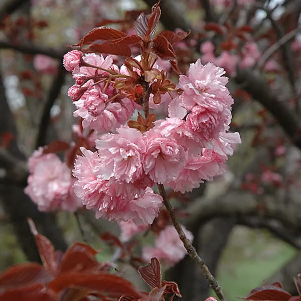 Ciliegio giapponese 'Royal Burgundy' - Prunus serrulata 'Royal Burgundy' | Altezza: 60-80 cm (in vaso)