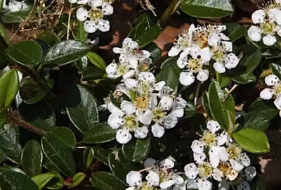 12 x Cotoneaster dammeri - Nespolo da tappeto - vaso 9 cm x 9 cm
