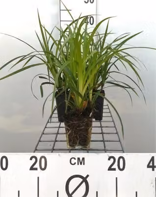 6 x Carex morr. 'Irish Green' - Teppich-Segge giapponese - Topf 9 x 9 cm