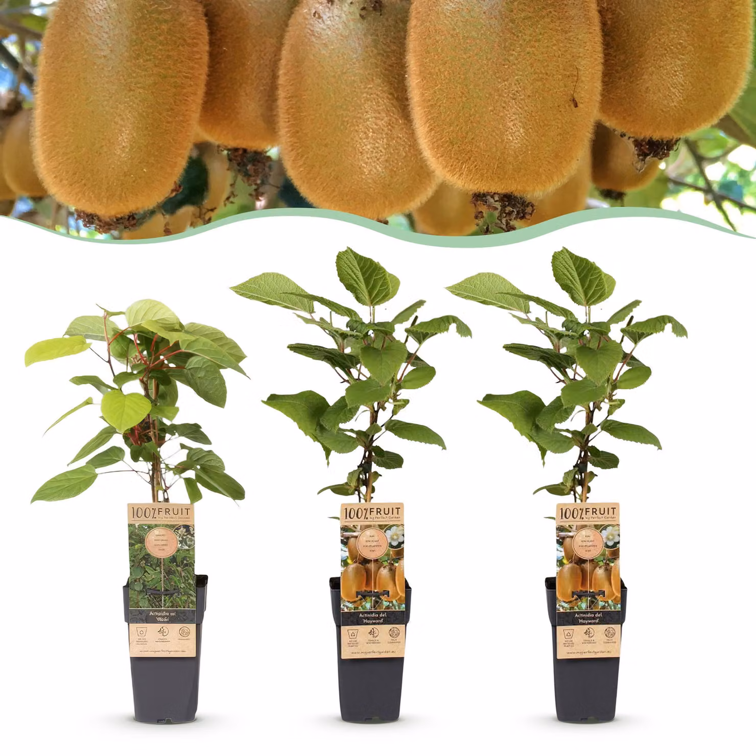 Actinidia Weiki & Hayward - Pianta di kiwi - 1 Maschio - 2 Femmine - Piante - Verde - 40-50cm - Ø15cm - Pianta da giardino
