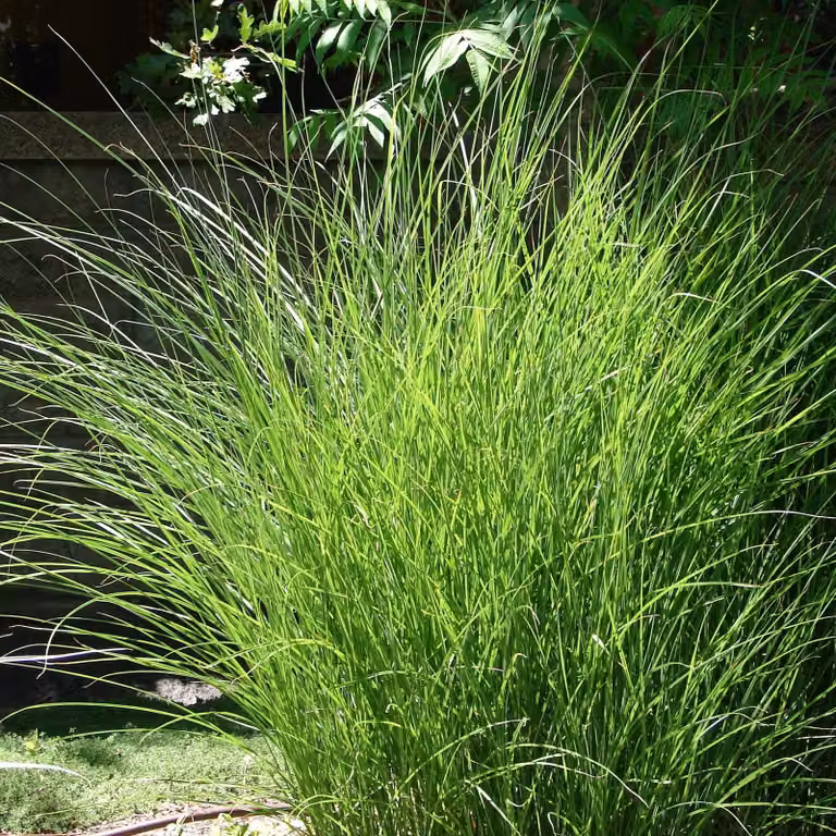 Miscanto cinese Gracillimus 2L